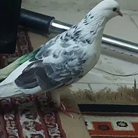 کبوتر گمشده