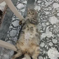 واگذاری رایگان گربه پرشین کلاسیک