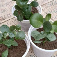 گل قاشقی|گل و گیاه طبیعی|اراک, |دیوار