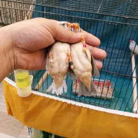 خانگی پرورشL. k زیرقیمت جوون ودرشت|پرنده|بندر ماهشهر, |دیوار