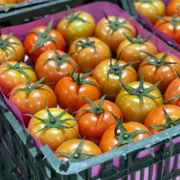 فروشگاه کشاورزی|خدمات باغبانی و درختکاری|شیراز, شهرک بهار|دیوار