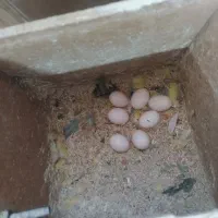 طوطی برزیلی|پرنده|بوئین زهرا, |دیوار