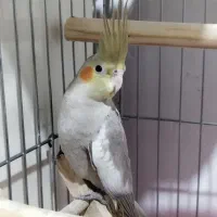 عروس هلندی 4 ماهه|پرنده|رودسر, |دیوار