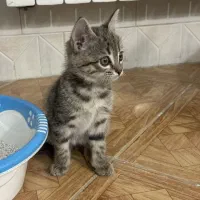 واگذاری گربه