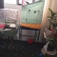 مرغ مینا|پرنده|قدس, شهر‌قدس|دیوار