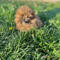 پودل کراس بمب مو عروسکی جیبی|سگ|مشهد, وکیل‌آباد|دیوار