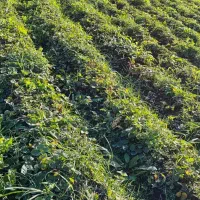 فروش نهال سابرینا نی ده میلیون تومان|خدمات باغبانی و درختکاری|دلند, |دیوار