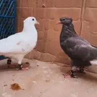 کبوتر دمسفید کوهی کرم اشعل سینه