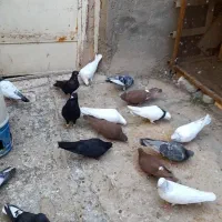 رنگی|پرنده|امیدیه, |دیوار