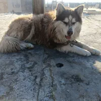 حیوان خانگی