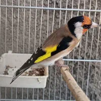 سهره نامبروان.. جفتی هر رنگ قناری|پرنده|فردیس, طالقانی|دیوار