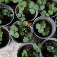 نهال توت فرنگی کاشمر