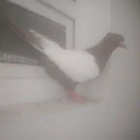 سینه سرخ نر