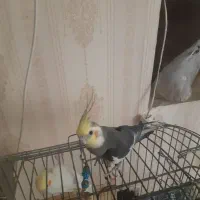 عروس هلندی جفت