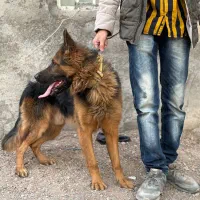 سگ ژرمن شپرد کلاس B|سگ|بم, |دیوار