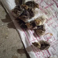 ۸ تا جوجه بوقلمون ۳ روزه