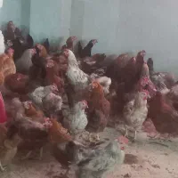 مرغ محلی تخمگذار جوان