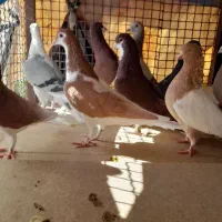 کبوتر|پرنده|شیراز, کوشک میدان|دیوار