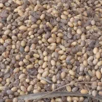 خوراک ویژه دام