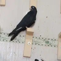 کبوتر|پرنده|خاش, |دیوار