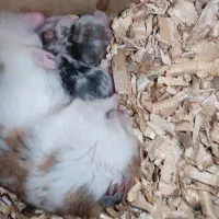 فروش|موش و خرگوش|ارومیه, |دیوار