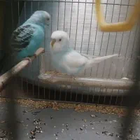 مرغ.عشق جفت سالم سالم