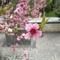 خانه ویلایی یک طبقه - شمالی - سیزده آبان