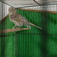 قناری ماده سبز