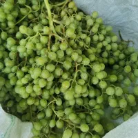 غوره ابگیری شیراز