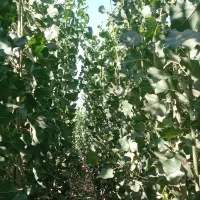 صنوبر یکساله جنس ترکیه با تخفیف