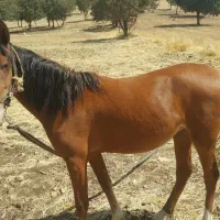 مادیون یک سالو هفت ماه