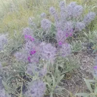 چایی کوهی