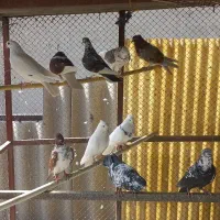 کبوتر پرشی