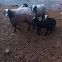 میش بره|حیوانات مزرعه|اسفرورین, |دیوار