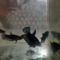 فایتر پلاکت|ماهی|تهران, تهرانپارس جنوبی|دیوار