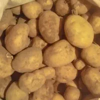 سیب زمینی محلی(قیمت هر کیلو 40 هزارتومان)