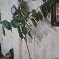 گل فیکوس|گل و گیاه طبیعی|خوی, |دیوار