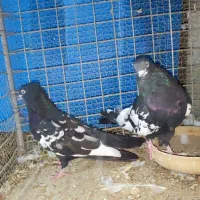 یه جفت سینه‌ای