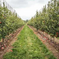 فروش باغ در بخش زاینده رود|فروش خانه و ویلا|فولادشهر, زاینده رود|دیوار