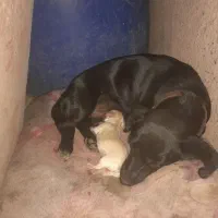 فروش سگ پاکوتاه ماده