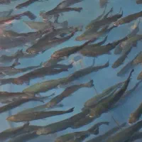 کارگر و سرایدار پرورش ماهی