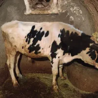 گاو و گوساله گوشتی|حیوانات مزرعه|دهگلان, |دیوار