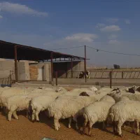 فروش ۷۸ راس شیشک آبستن جفتی ۷۵ میلیون