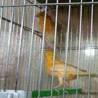 کاسکو مینا عروس هلندی کوتوله قناری مرغ عشق سهره|پرنده|اصفهان, کوجان|دیوار