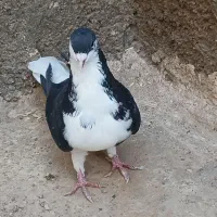 ساده سیاه نر