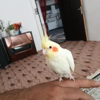 عروس هلندی دستی|پرنده|تربت جام, شاهد|دیوار