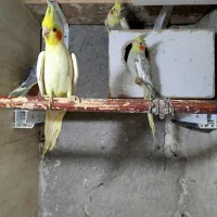 عروس هلندی|پرنده|ماهدشت, |دیوار