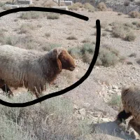 بره