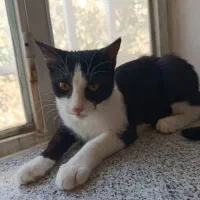 برای نگه داشتم واگذار میکنم|گربه|ارومیه, |دیوار