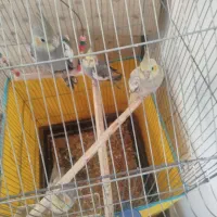 عروس‌هلندی